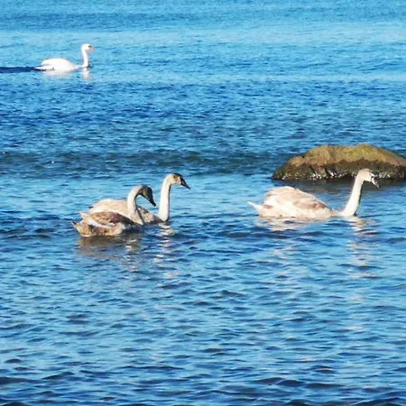 Apartamento Muschel *